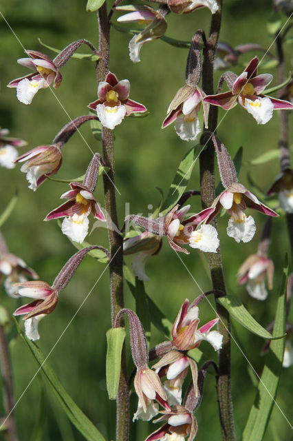 Marsh Helleborine (Epipactis palustris)