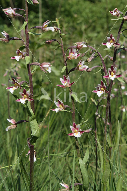 Moeraswespenorchis (Epipactis palustris)