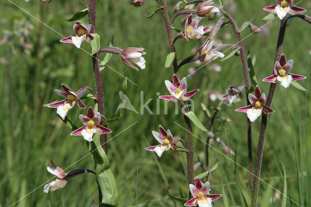 Moeraswespenorchis (Epipactis palustris)