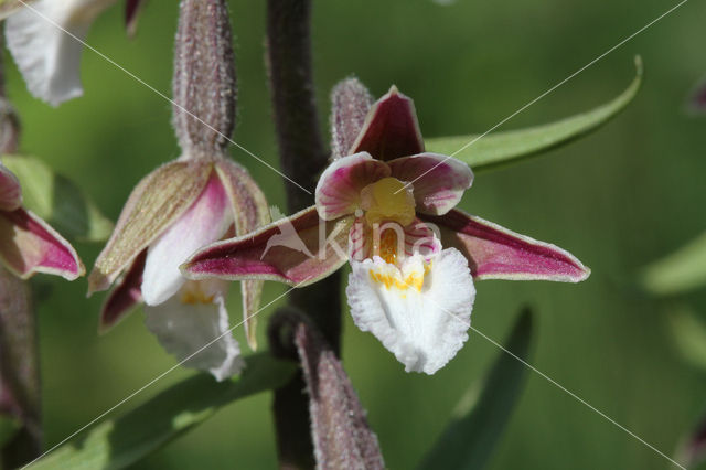 Moeraswespenorchis (Epipactis palustris)