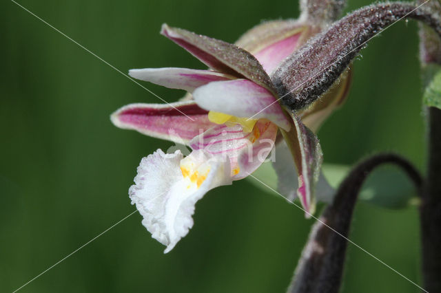 Moeraswespenorchis (Epipactis palustris)