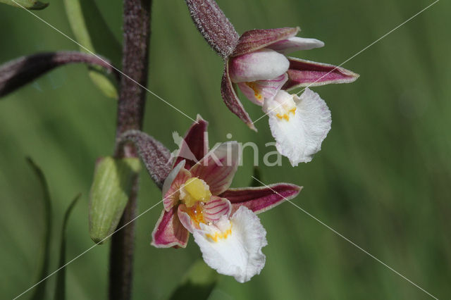 Moeraswespenorchis (Epipactis palustris)