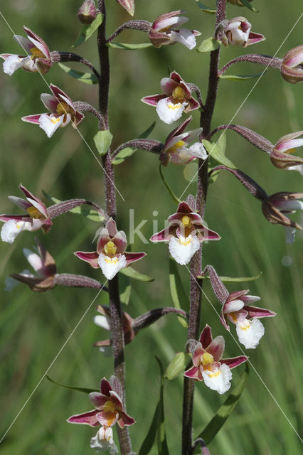 Moeraswespenorchis (Epipactis palustris)