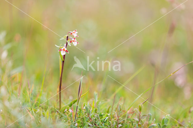 Moeraswespenorchis (Epipactis palustris)