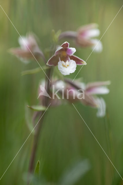 Marsh Helleborine (Epipactis palustris)