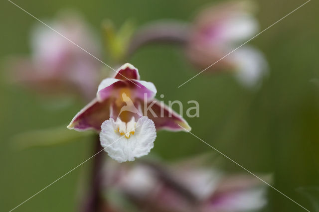 Moeraswespenorchis (Epipactis palustris)