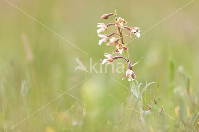 Moeraswespenorchis (Epipactis palustris)