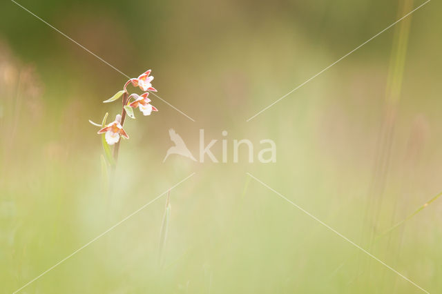 Moeraswespenorchis (Epipactis palustris)