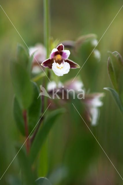 Moeraswespenorchis (Epipactis palustris)