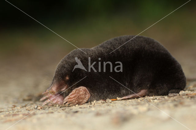 Mole (Talpa europaea)