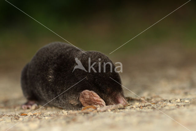 Mole (Talpa europaea)
