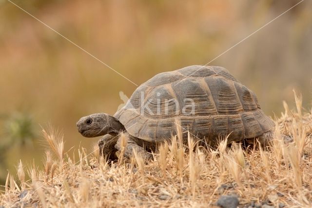 Moorse landschildpad (Testudo graeca)