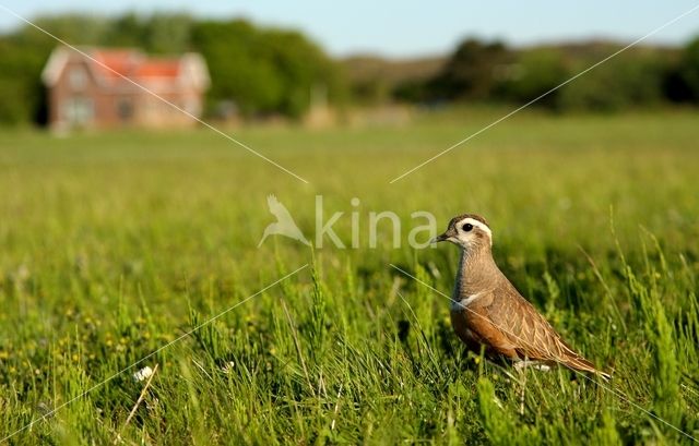 Eurasian Dotterel (Eudromias morinellus)