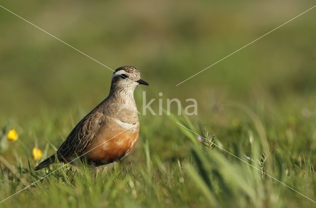 Eurasian Dotterel (Eudromias morinellus)