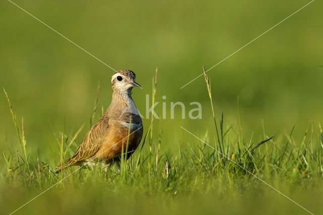 Eurasian Dotterel (Eudromias morinellus)