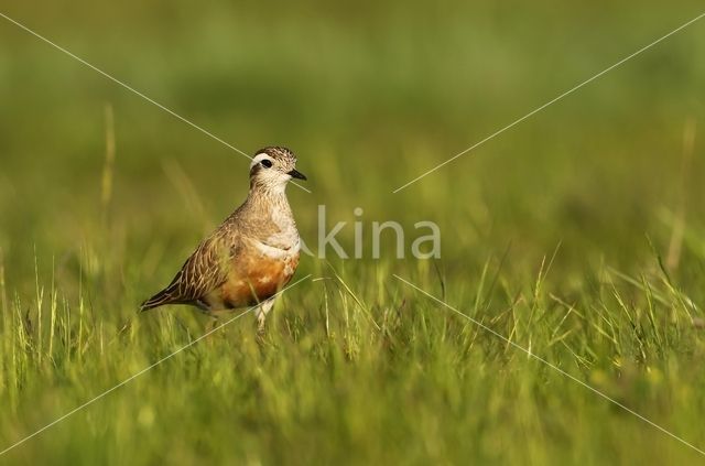 Eurasian Dotterel (Eudromias morinellus)