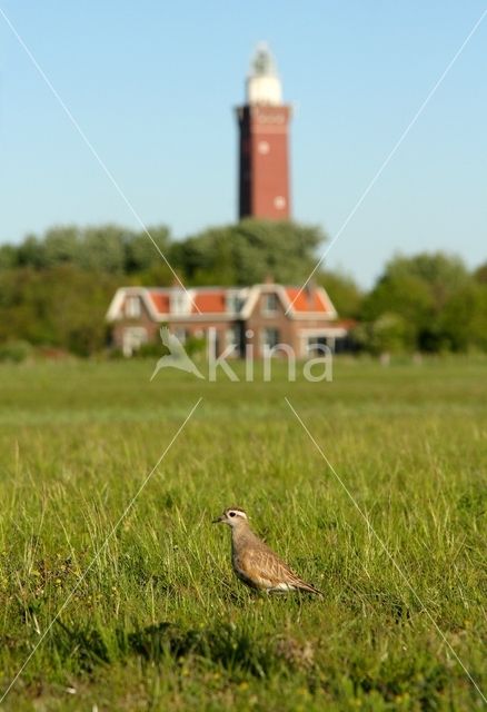 Eurasian Dotterel (Eudromias morinellus)