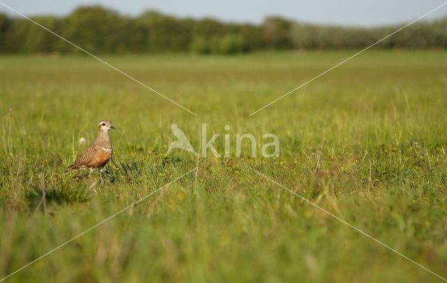 Eurasian Dotterel (Eudromias morinellus)