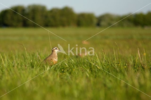 Morinelplevier (Eudromias morinellus)