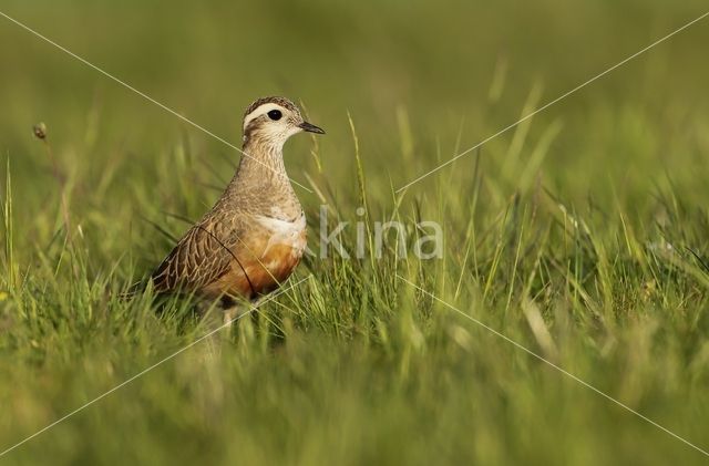 Eurasian Dotterel (Eudromias morinellus)