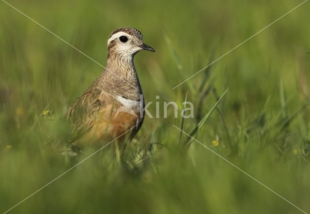 Eurasian Dotterel (Eudromias morinellus)