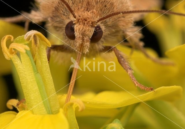 Moth spec. (Tineola)