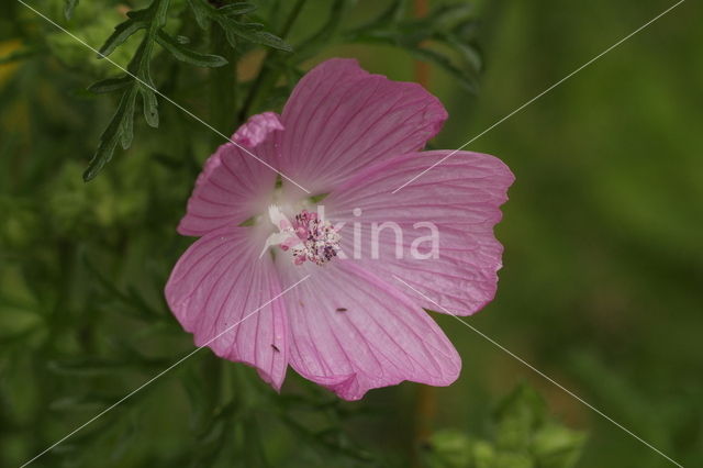 Muskuskaasjeskruid (Malva moschata)