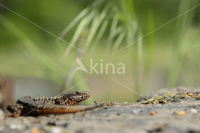 Wall Lizard (Podarcis muralis)