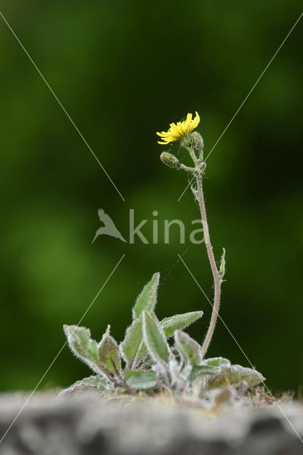 Muurhavikskruid (Hieracium murorum)