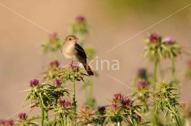 Common Nightingale (Luscinia megarhynchos)