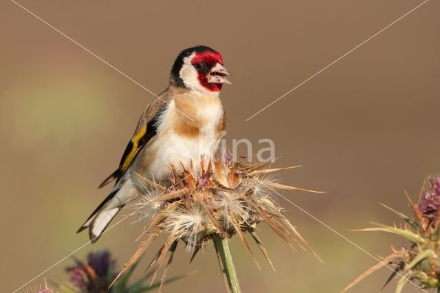 European Goldfinch (Carduelis carduelis)