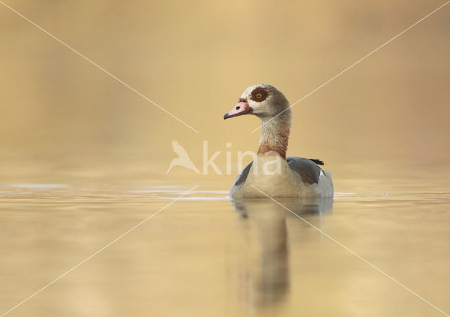 Egyptian Goose (Alopochen aegyptiaca)