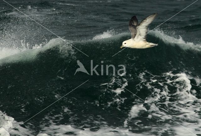 Noordse Stormvogel (Fulmarus glacialis)