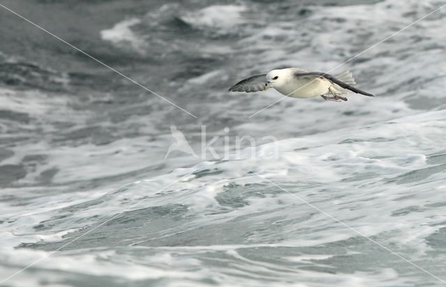 Noordse Stormvogel (Fulmarus glacialis)