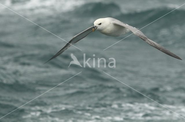 Noordse Stormvogel (Fulmarus glacialis)