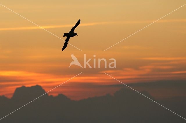 Noordse Stormvogel (Fulmarus glacialis)