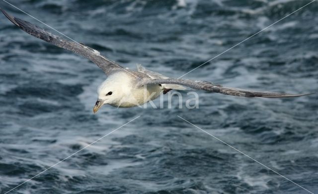 Noordse Stormvogel (Fulmarus glacialis)