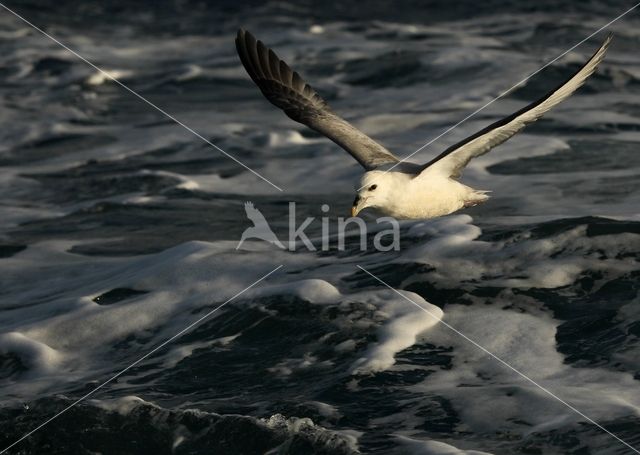 Noordse Stormvogel (Fulmarus glacialis)