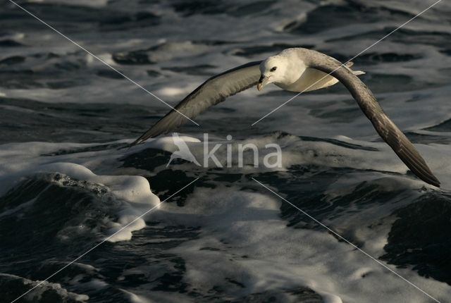 Noordse Stormvogel (Fulmarus glacialis)