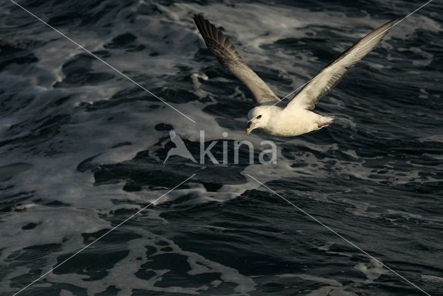 Noordse Stormvogel (Fulmarus glacialis)