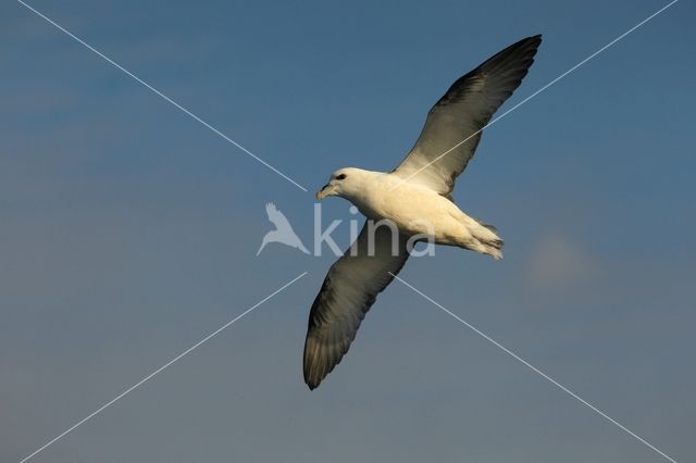 Noordse Stormvogel (Fulmarus glacialis)