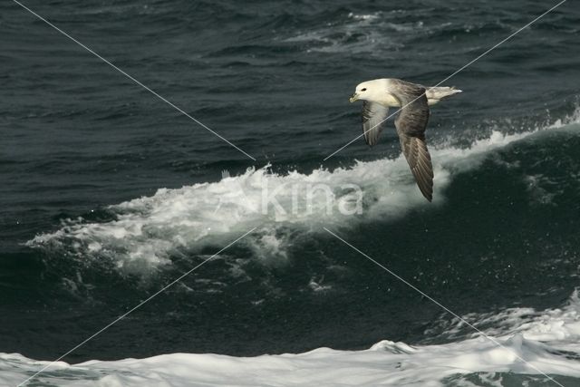 Noordse Stormvogel (Fulmarus glacialis)