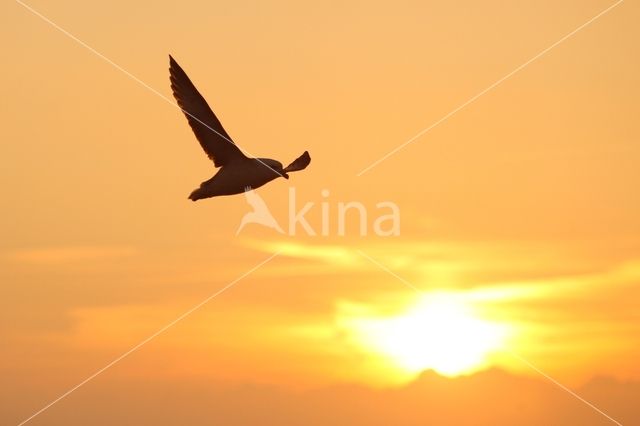 Noordse Stormvogel (Fulmarus glacialis)