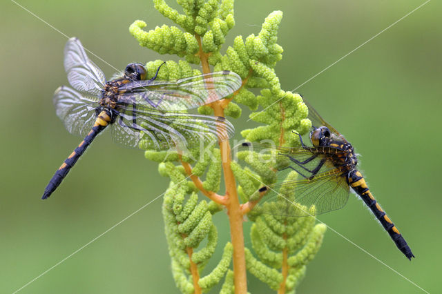 Northern White-faced darter (Leucorrhinia rubicunda)