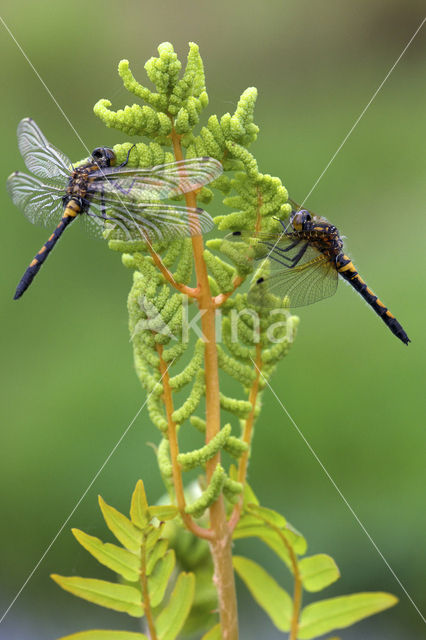 Northern White-faced darter (Leucorrhinia rubicunda)