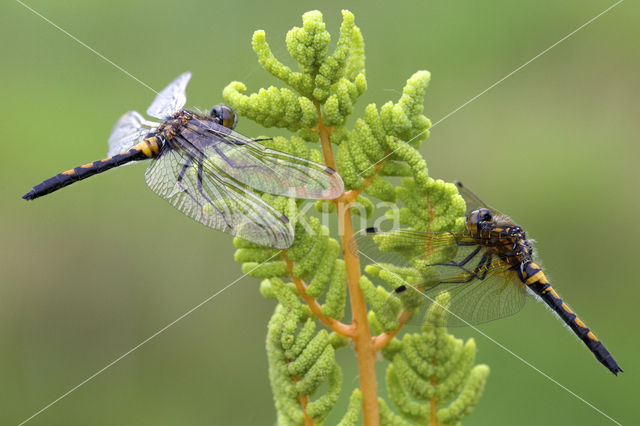 Northern White-faced darter (Leucorrhinia rubicunda)