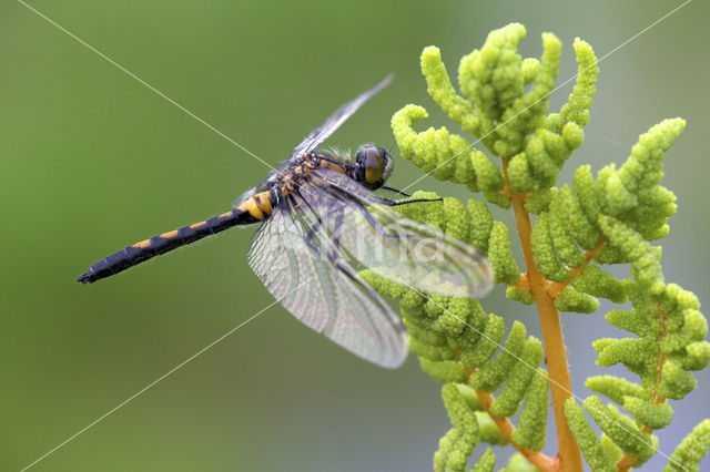 Northern White-faced darter (Leucorrhinia rubicunda)