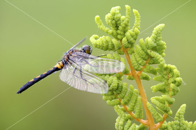 Northern White-faced darter (Leucorrhinia rubicunda)