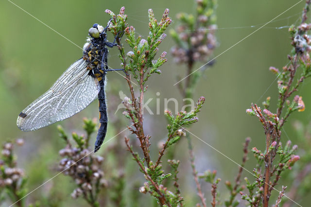 Northern White-faced darter (Leucorrhinia rubicunda)