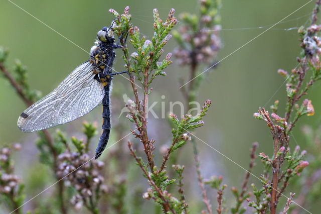 Northern White-faced darter (Leucorrhinia rubicunda)